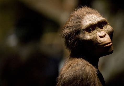 facts about lucy the hominid